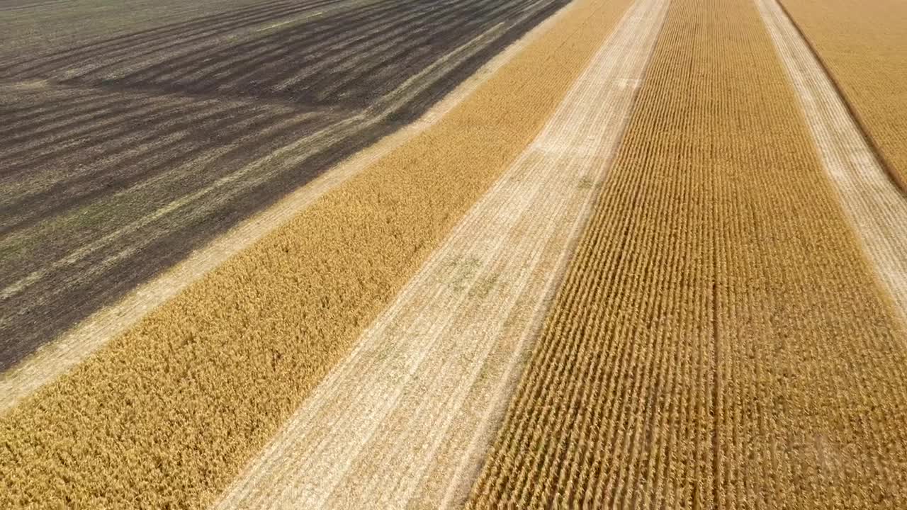 Stock Video Harvesting Large Fields Of Crops With Tractor Animated Wallpaper