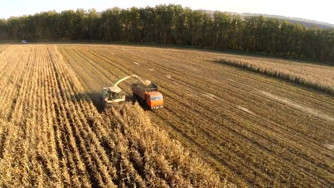 Stock Video Harvesting Crops During A Heatwave Animated Wallpaper