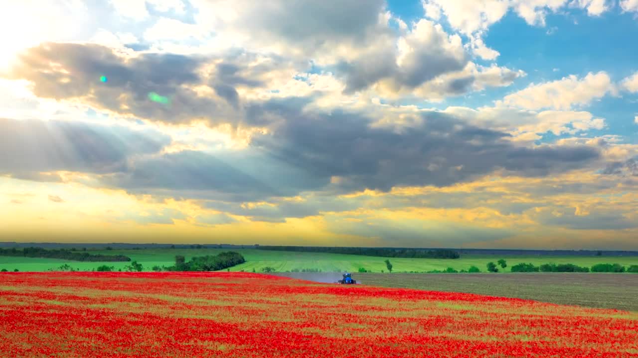 Stock Video Harvesting A Red Flower Field Animated Wallpaper