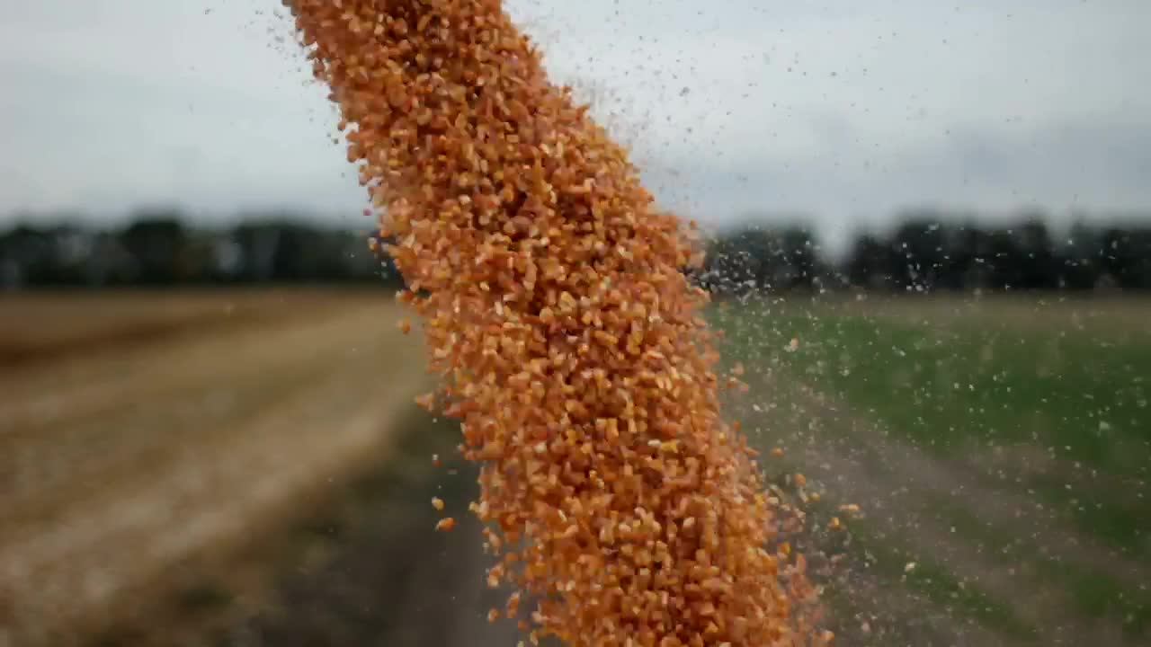 Stock Video Harvester Unloading Crops Animated Wallpaper