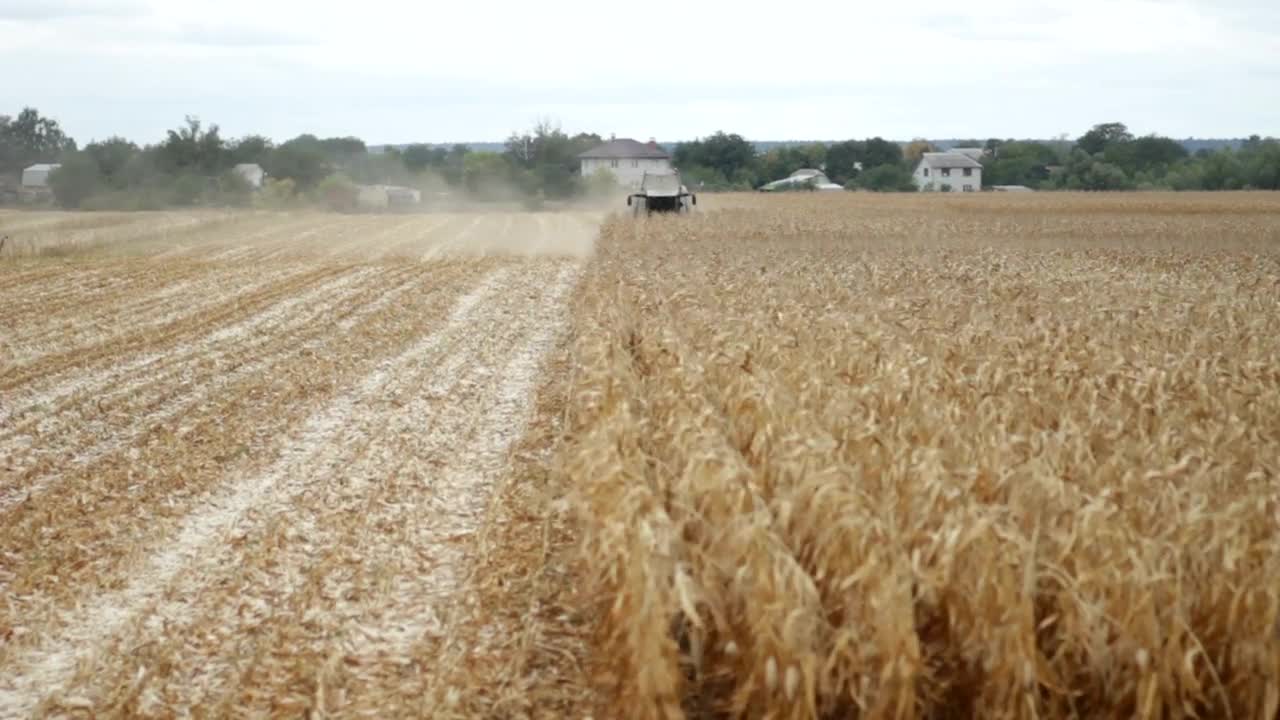 Stock Video Harvester Cutting Down Crops Animated Wallpaper