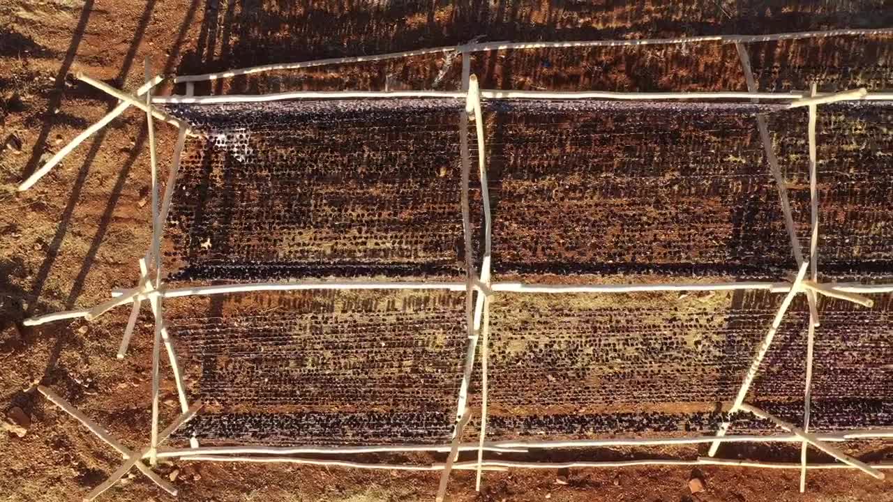 Stock Video Harvested Peppers Animated Wallpaper