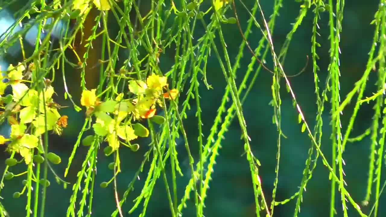 Stock Video Hanging Green Branches Animated Wallpaper