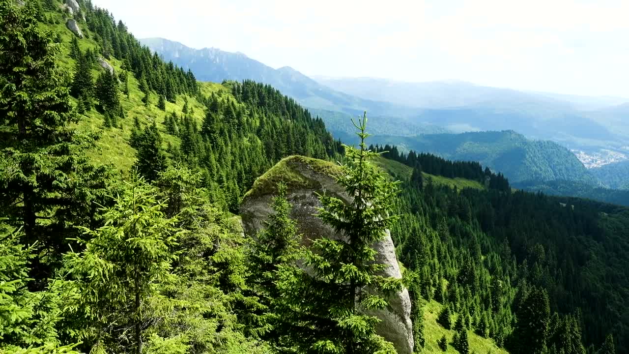 Stock Video Lands Of The Forest In The Top Of The Mountain Animated Wallpaper