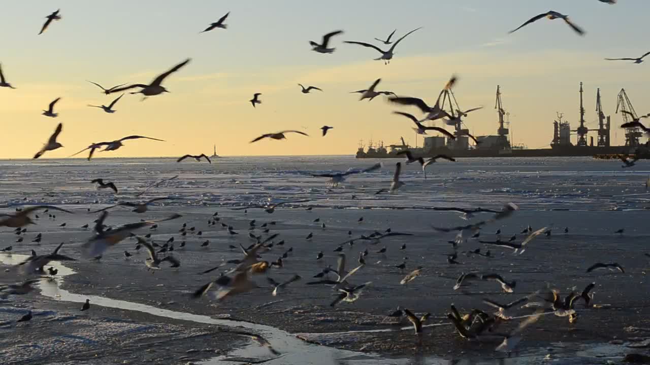 Stock Video Landing At Low Tide Animated Wallpaper