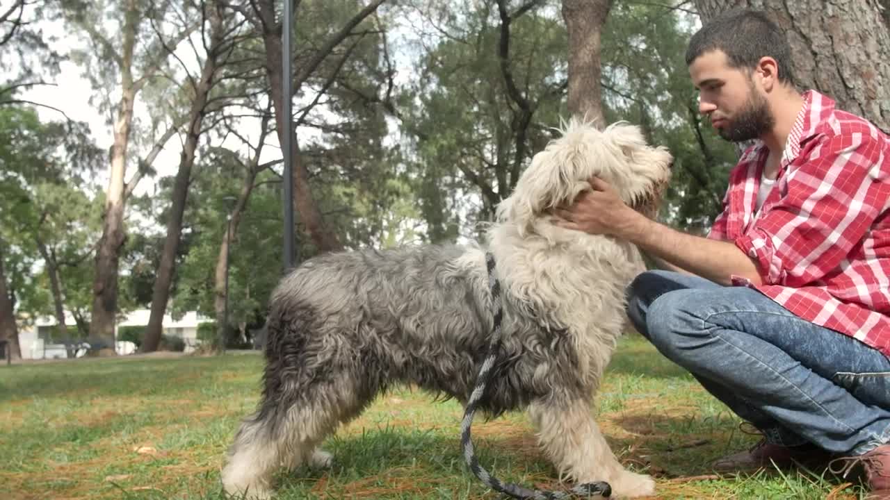 Stock Video Man In A Park Strokes His Dog Down Animated Wallpaper