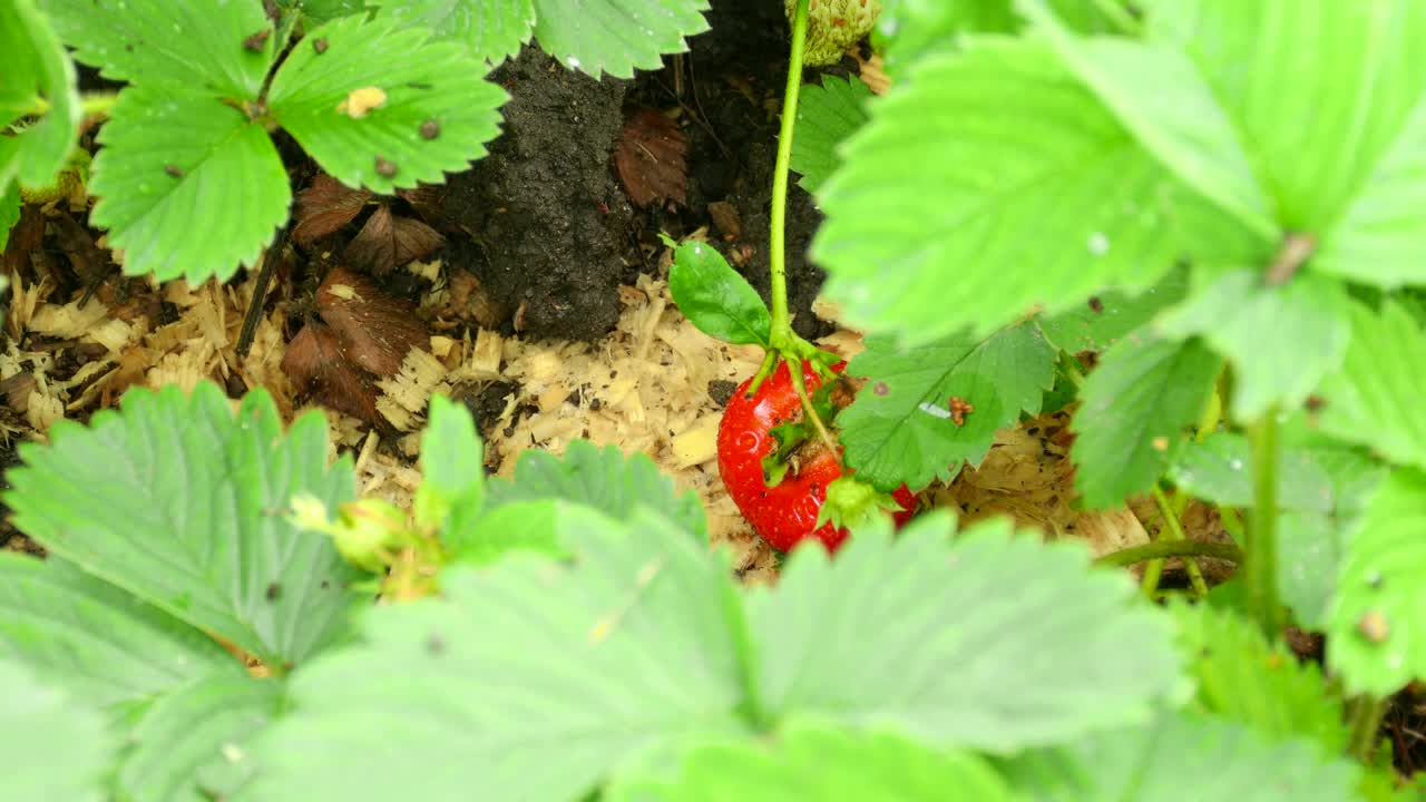 Stock Video Man Harvesting A Strawberry Animated Wallpaper