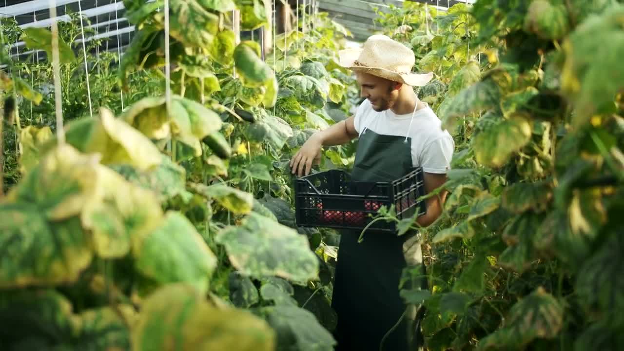 Stock Video Man Gathers Vegetables In Greenhouse Animated Wallpaper