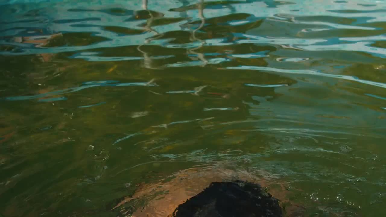 Stock Video Man Emerging From The Water Of A Swimming Pool Animated Wallpaper