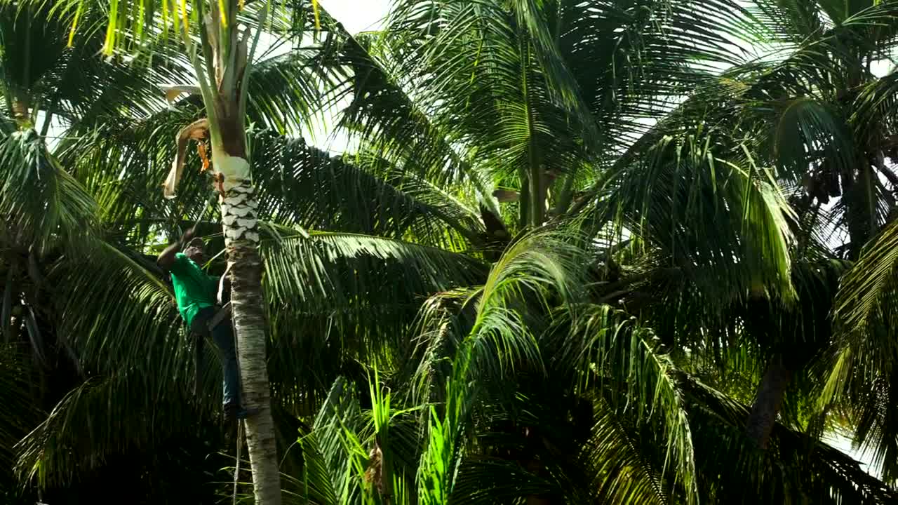 Stock Video Man Cutting Down Branches Animated Wallpaper