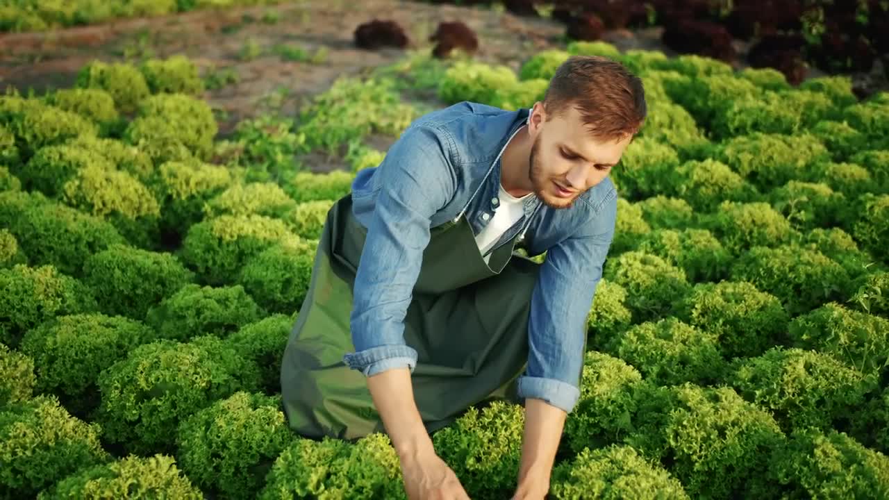 Stock Video Man Checks Growth Of Vegetables In Garden Animated Wallpaper