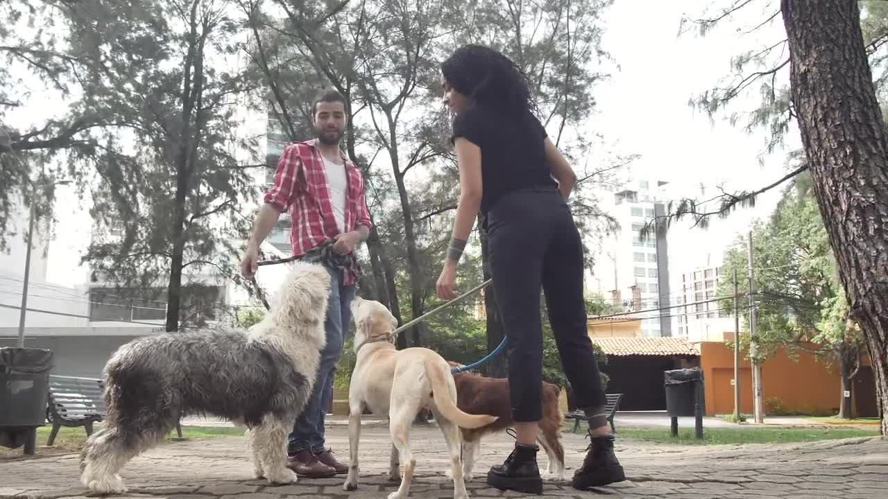Stock Video Man And Woman Chatting In A Park With Their Dogs Animated Wallpaper