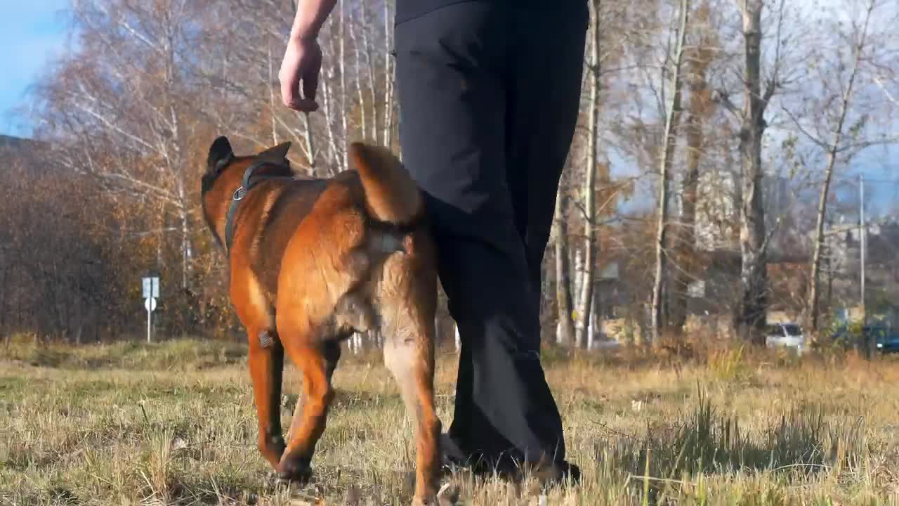 Stock Video Man And His Dog Walking Through A Field Animated Wallpaper