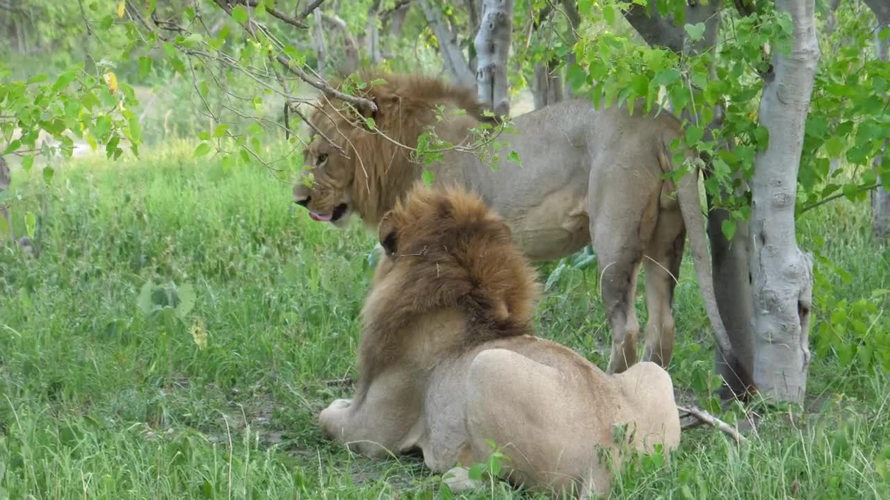 Stock Video Male Lions Resting On The Grass Animated Wallpaper