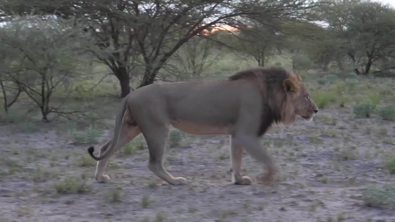 Stock Video Male Lion Walking In The Savanna Animated Wallpaper