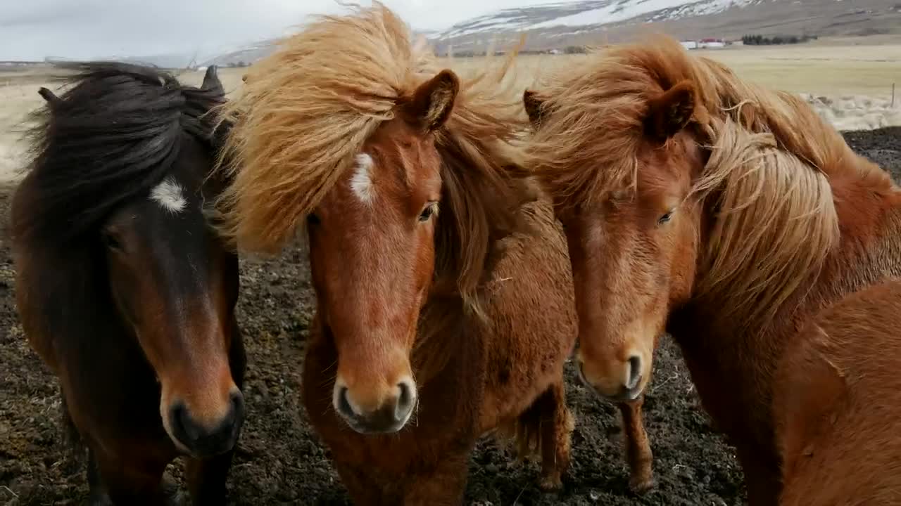 Stock Video Majestic Horses In The Wind Animated Wallpaper