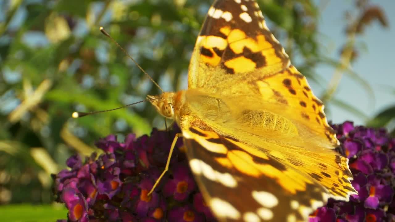 Stock Video Macro Shot Of A Summer Butterfly Animated Wallpaper