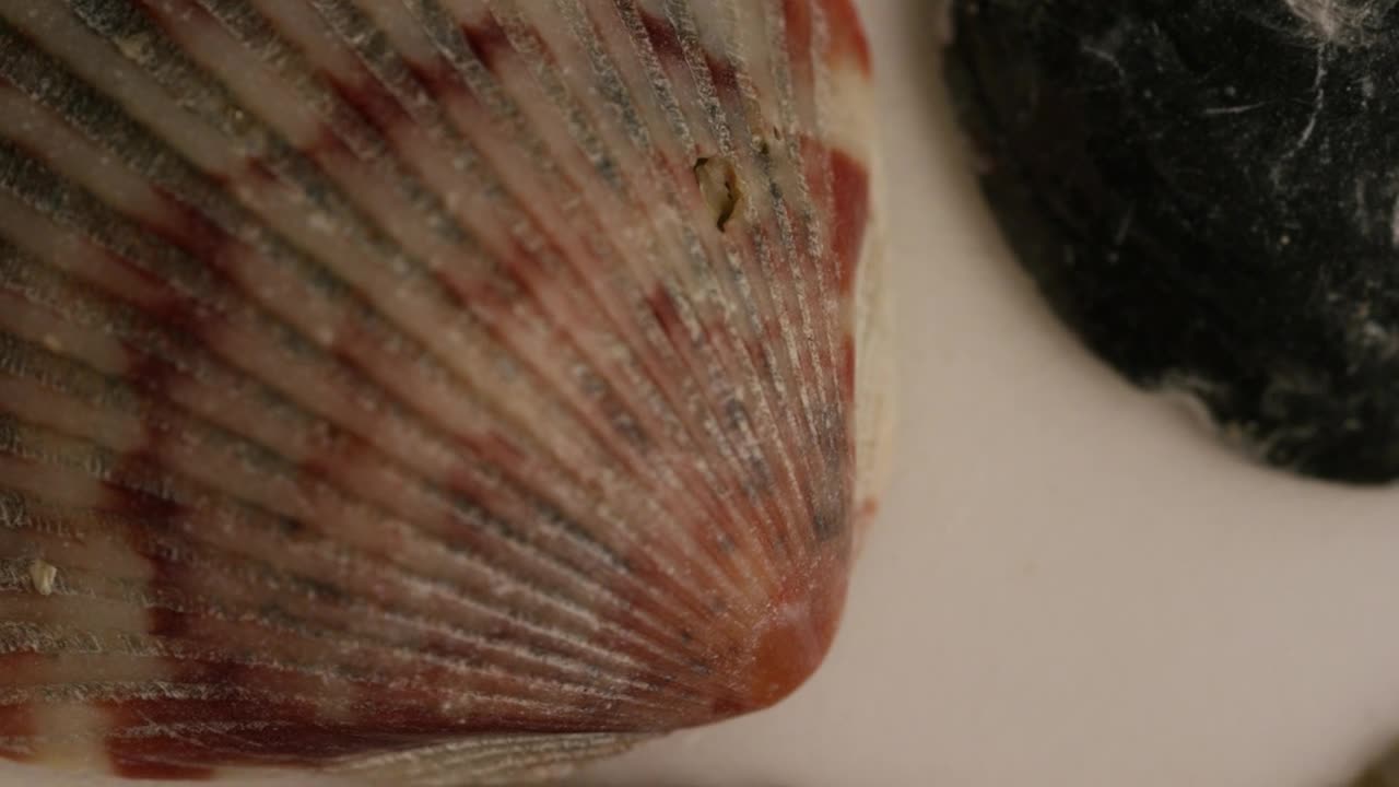 Stock Video Macro Close Up Of Sea Shells Texture Animated Wallpaper