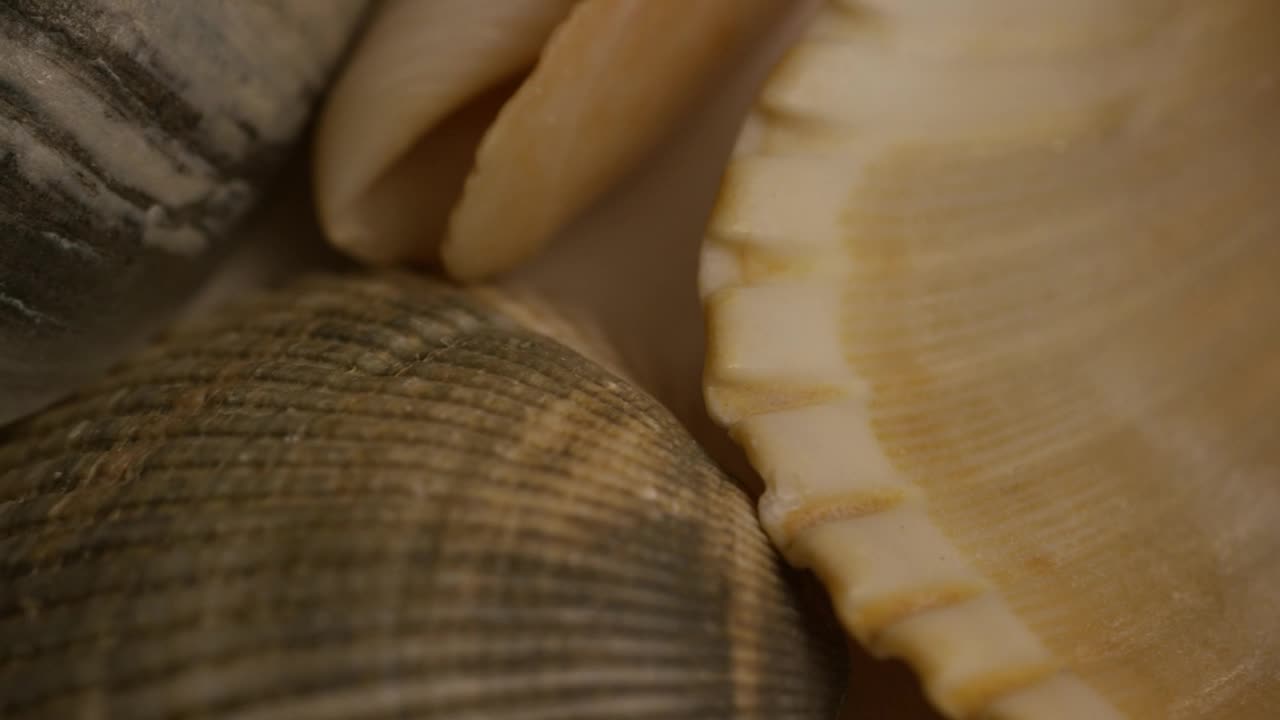 Stock Video Macro Close Up Of Sea Shells Animated Wallpaper