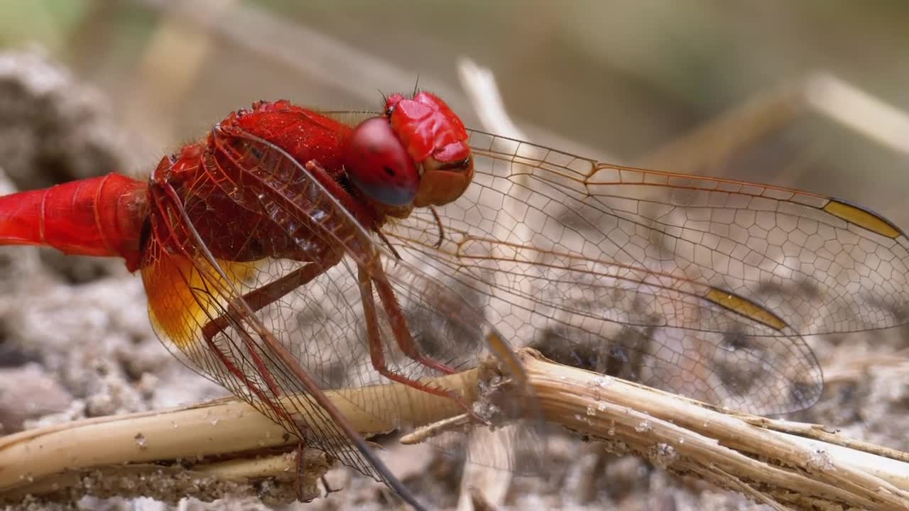Stock Video Macro Close Up Of A Red Dragonfly Animated Wallpaper