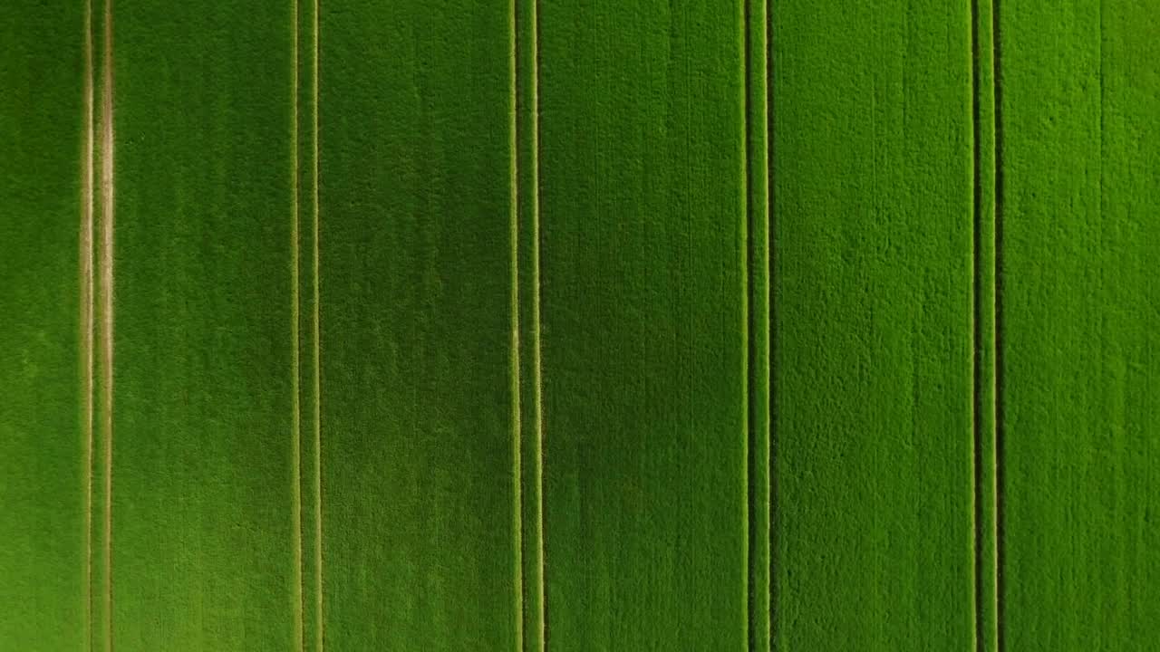 Stock Video Lush Green Fields Animated Wallpaper