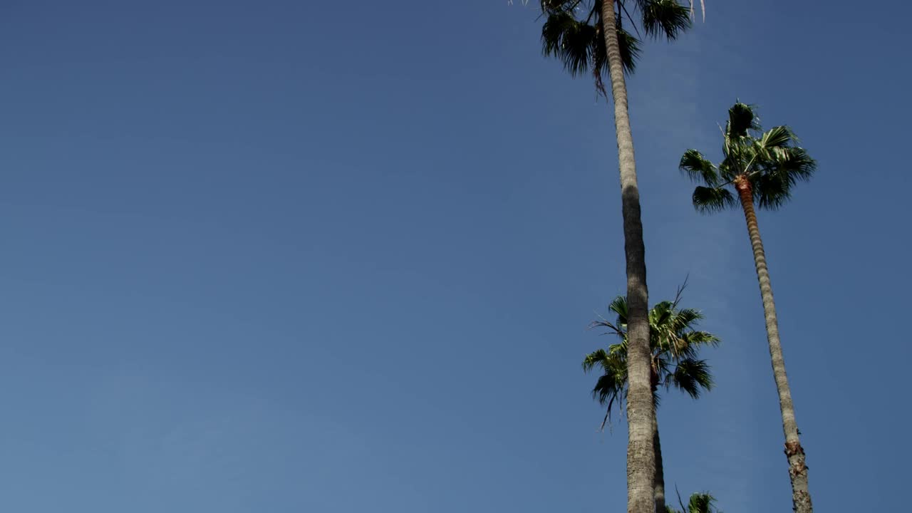 Stock Video Low View Of Two Palm Trees Under Clear Blue Sky Animated Wallpaper