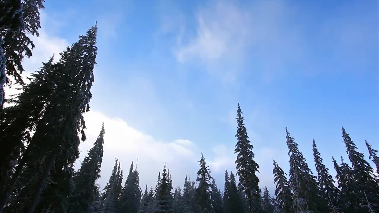Stock Video Low View Of The Sky From A Forest With Pine Animated Wallpaper