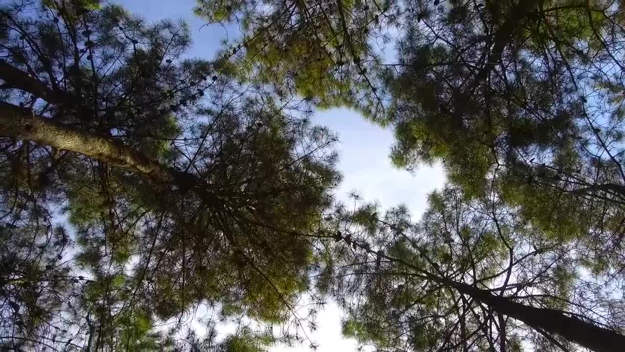 Stock Video Low Spinning Shot Of Some Trees In A Forest Animated Wallpaper
