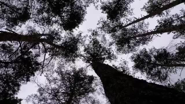 Stock Video Low Spinning Shot Of Silhouettes Of Large Trees Smal Animated Wallpaper