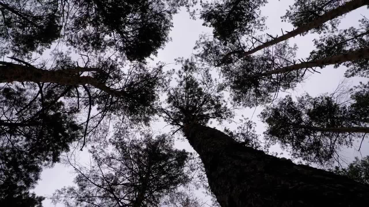Stock Video Low Spinning Shot Of Silhouettes Of Large Trees Animated Wallpaper