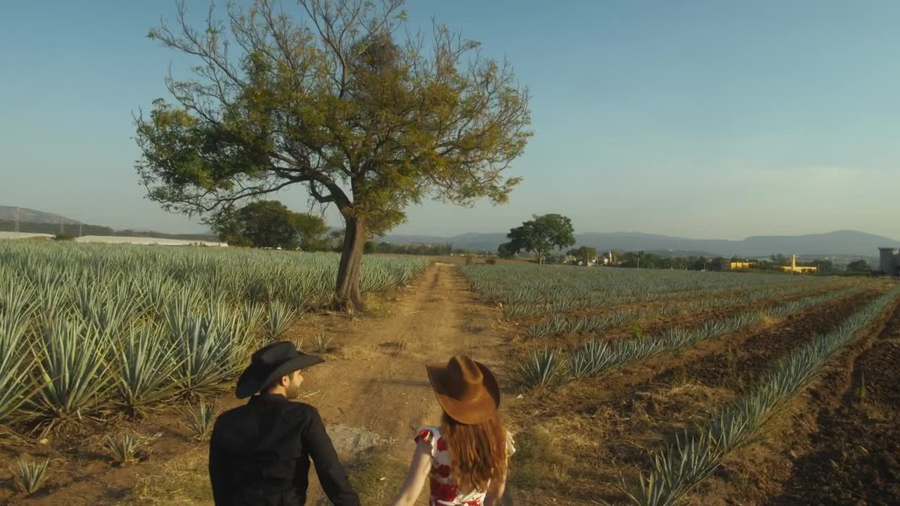 Stock Video Loving Couple Walking Through A Huge Maguey Field Animated Wallpaper