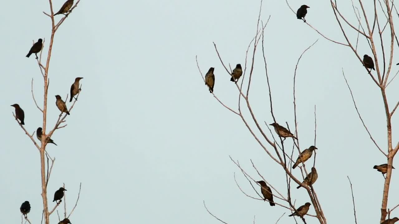 Stock Video Lots Of Starlings In A Tree Animated Wallpaper