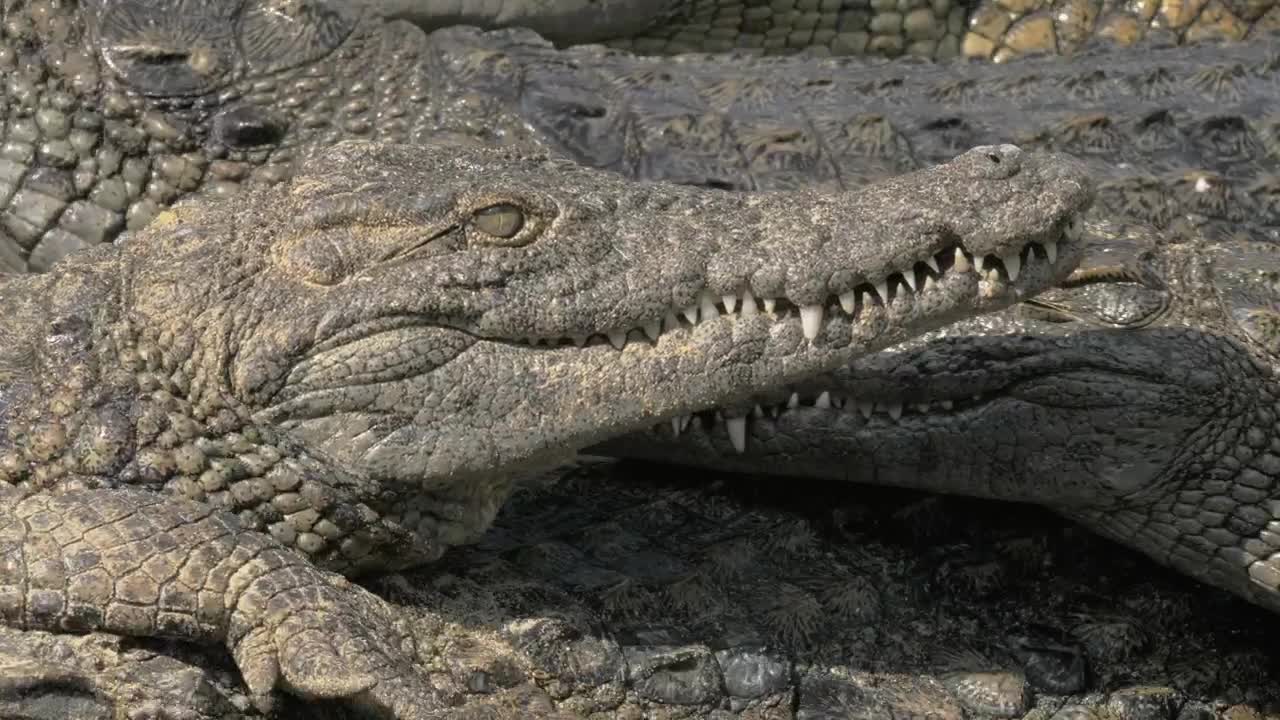 Stock Video Lots Of Crocodiles On A River Bank Animated Wallpaper