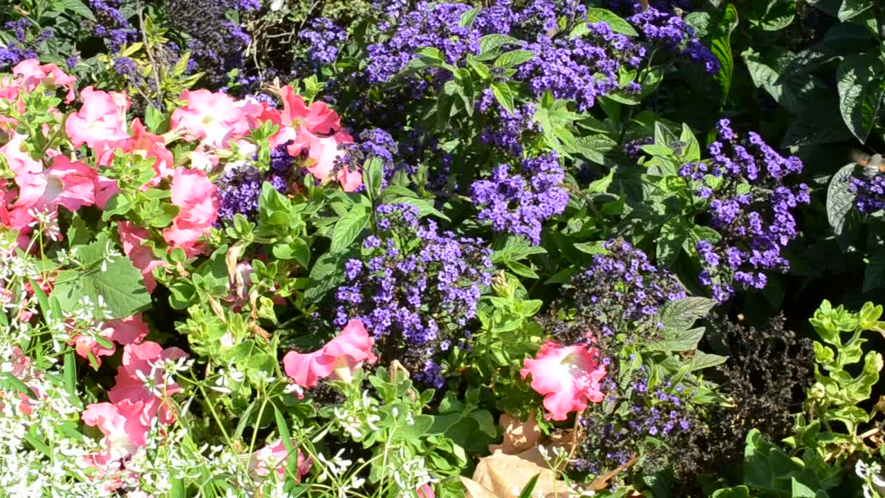 Stock Video Lots Of Beautiful Flowers Animated Wallpaper