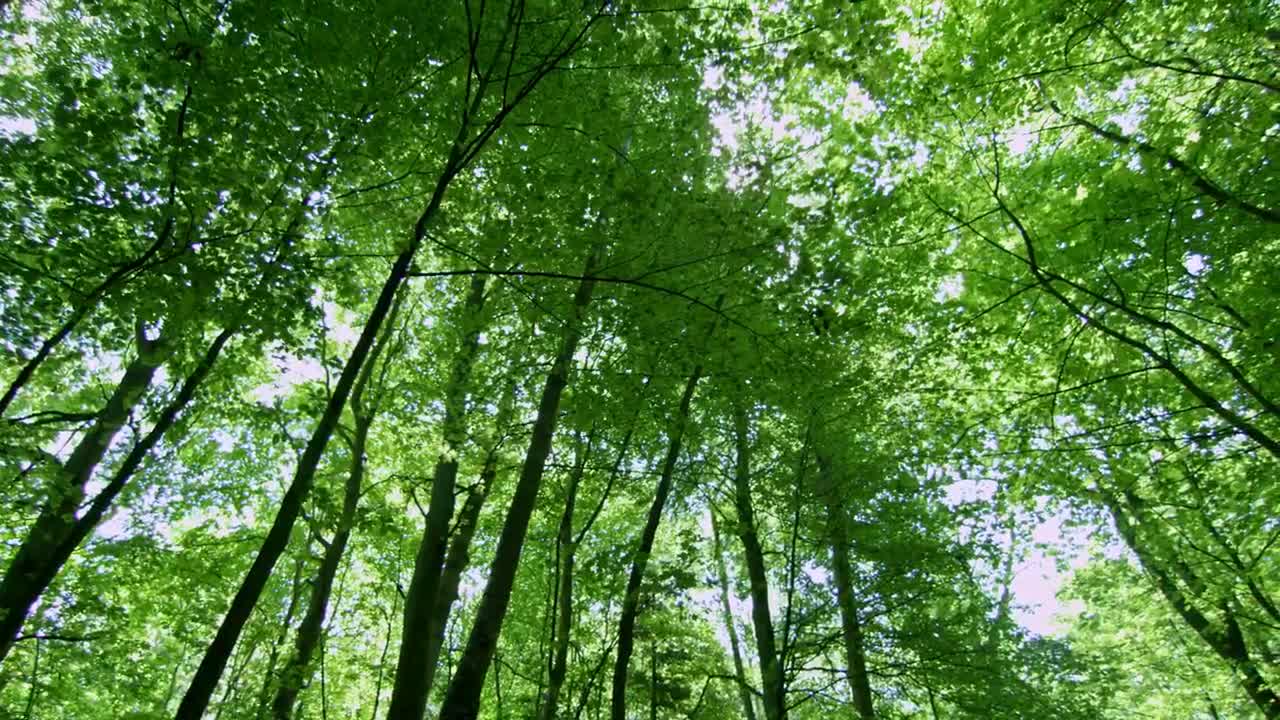 Stock Video Looking Up Through The Forest Animated Wallpaper