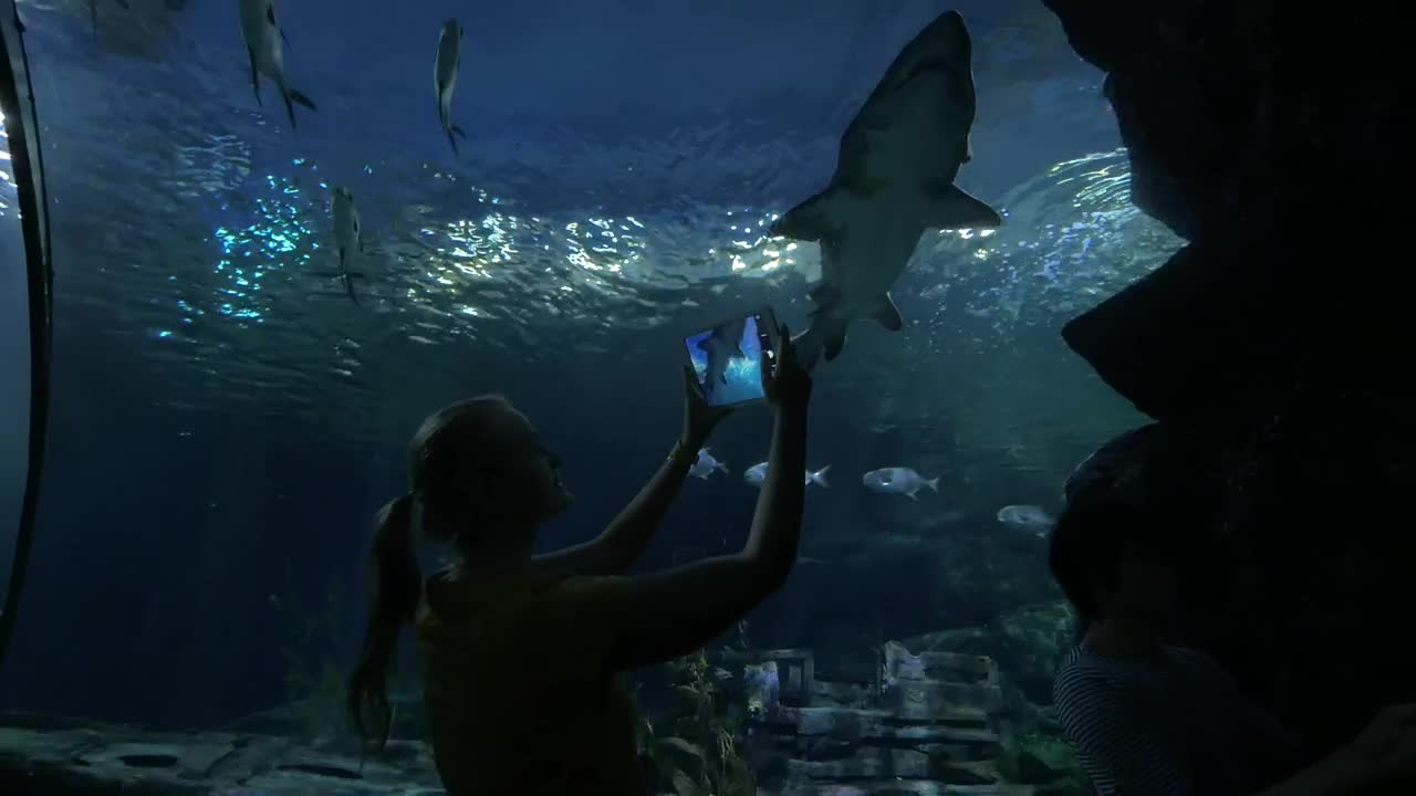 Stock Video Looking Up As A Shark Swims Across Animated Wallpaper