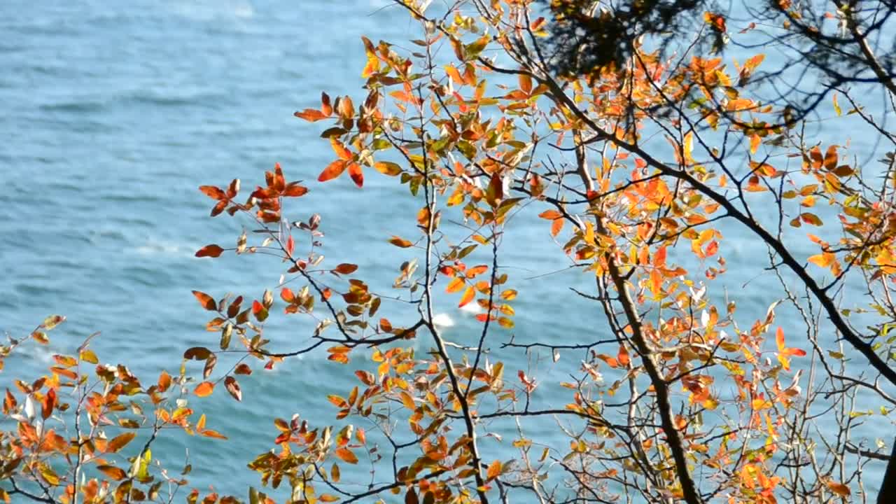 Stock Video Looking Down Upon The Ocean Animated Wallpaper