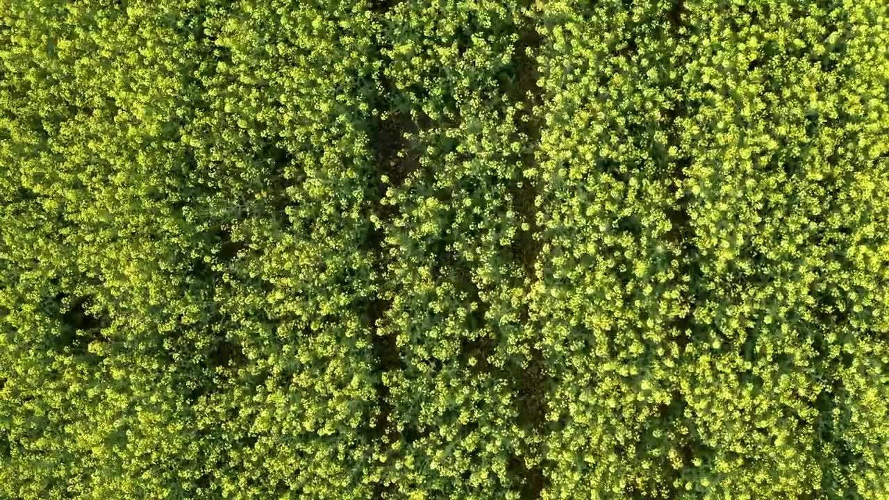 Stock Video Looking Down Over Thick Crops Animated Wallpaper