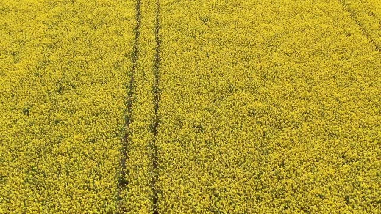 Stock Video Looking Down Over Crops Animated Wallpaper
