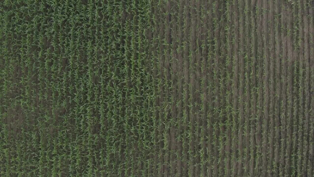 Stock Video Looking Down Over A Corn Field Animated Wallpaper