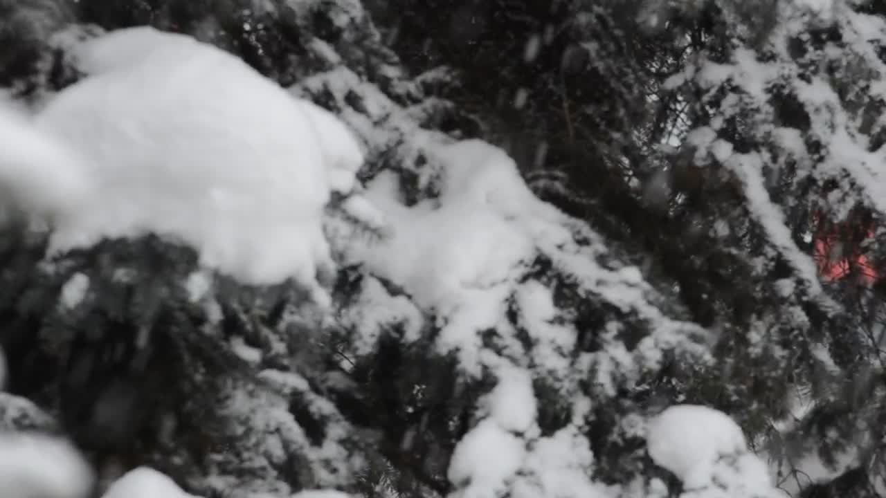 Stock Video Looking Around As Heavy Snow Falls Animated Wallpaper