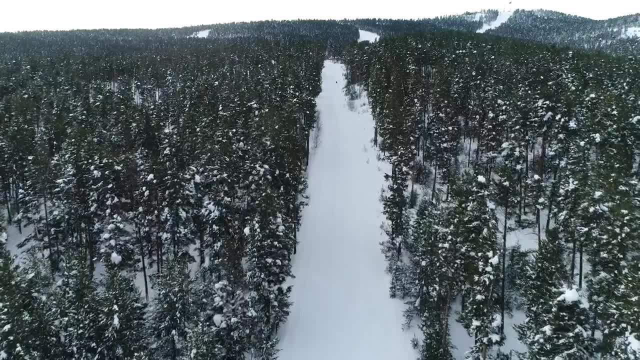 Stock Video Long Clearing Through A Forest Animated Wallpaper