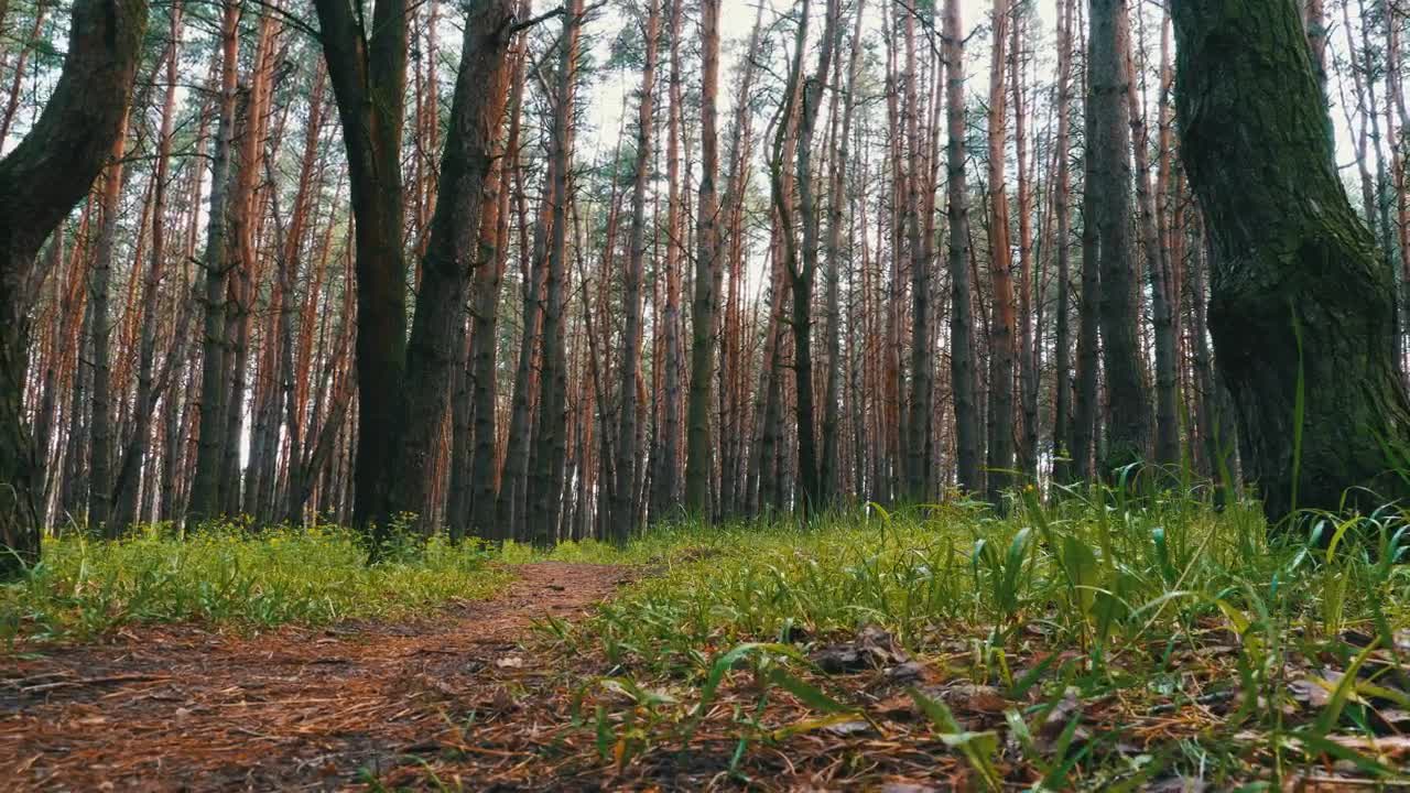 Stock Video Lonely Path In A Green Forest Animated Wallpaper
