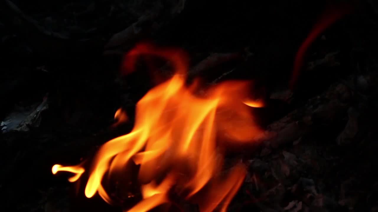Stock Video Logs Burning In A Campfire Animated Wallpaper
