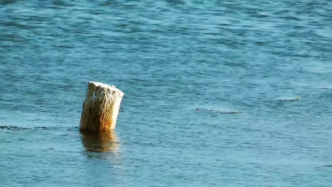 Stock Video Log Rising In The Sea Animated Wallpaper