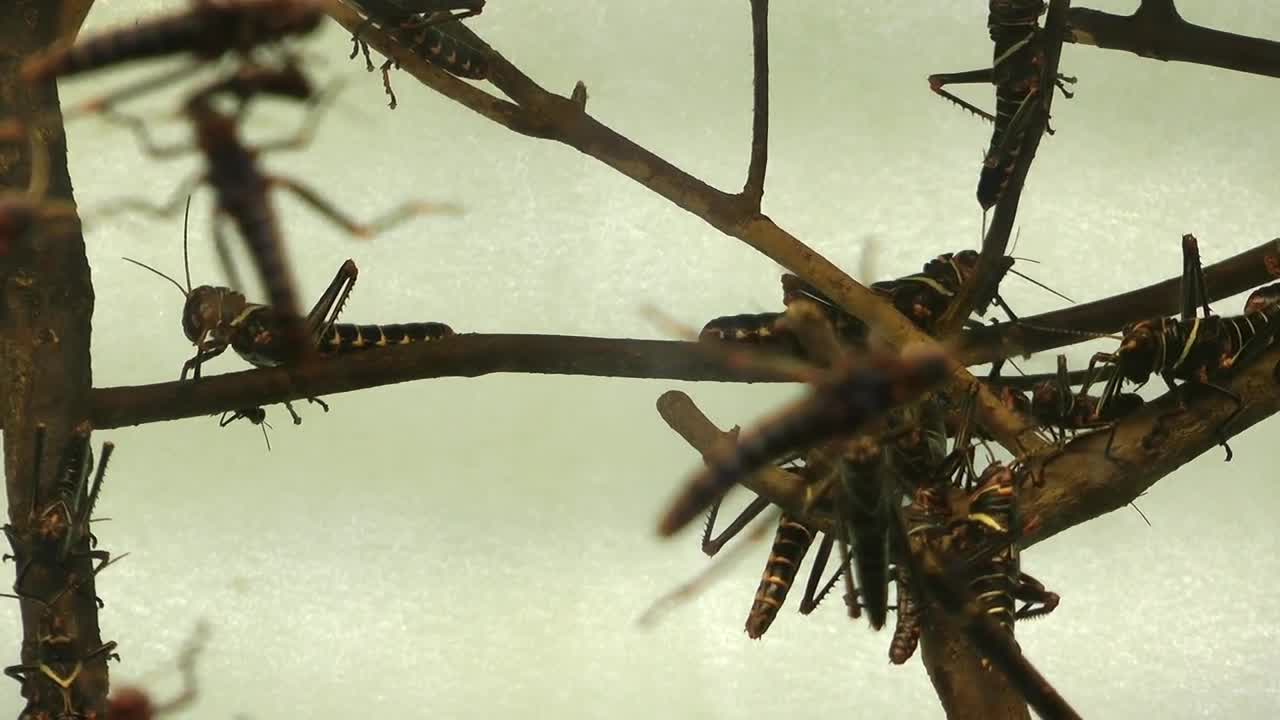 Stock Video Locusts Perched On Branches Animated Wallpaper
