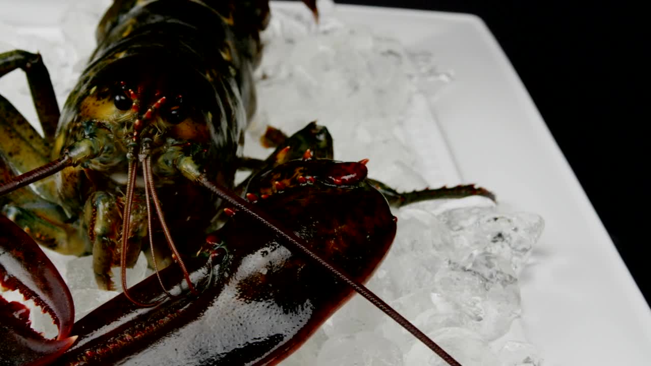 Stock Video Lobster In A Cooler Animated Wallpaper
