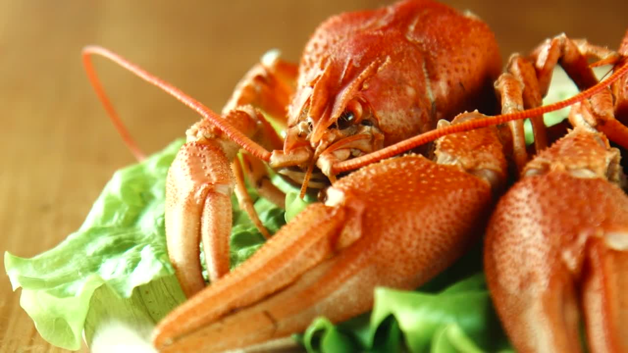 Stock Video Lobster Close Up On A Lettuce Bed Animated Wallpaper
