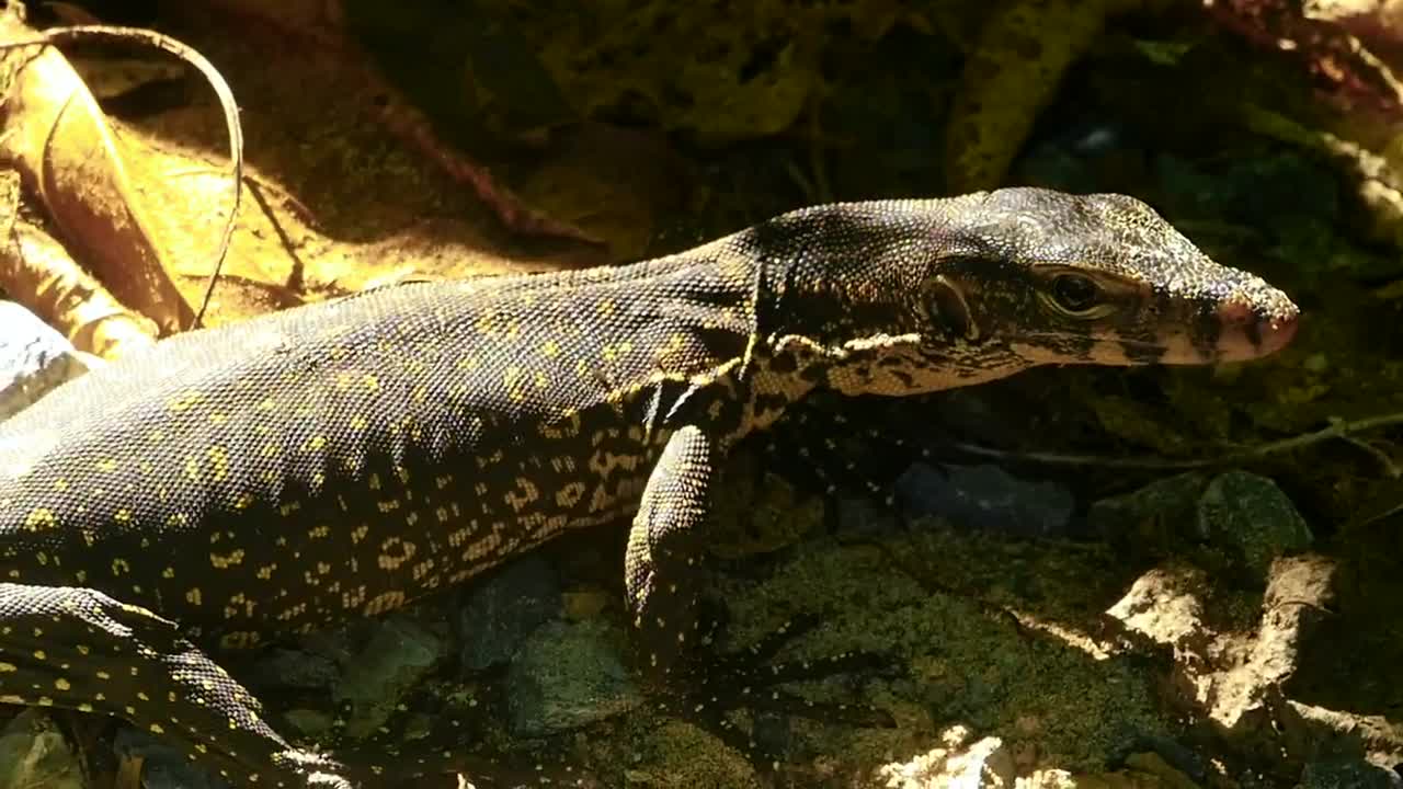 Stock Video Lizard Taking A Sunbath Animated Wallpaper