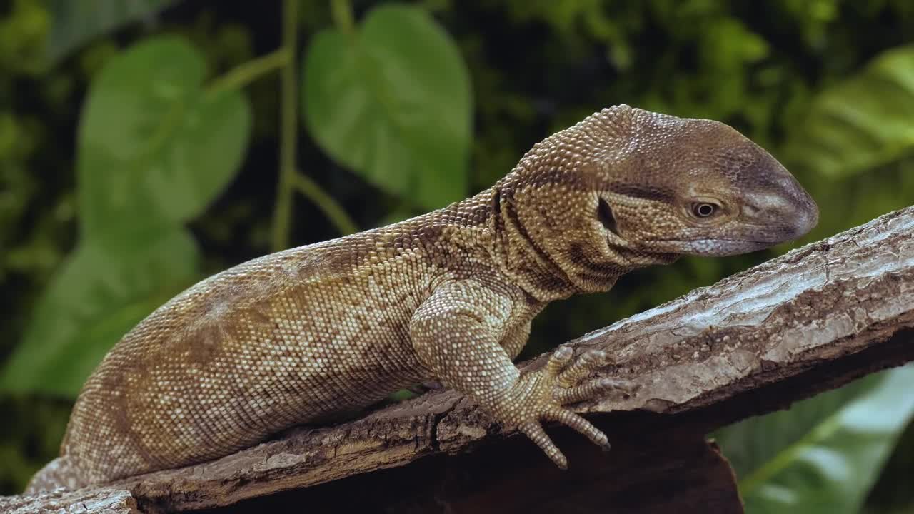 Stock Video Lizard Resting On A Trunk Closeup In Slow Motion Animated Wallpaper